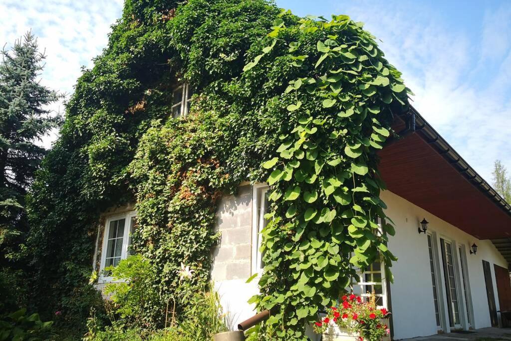 Lawenda I Bluszcz Apartment Jankowice  Luaran gambar